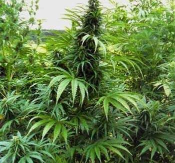 Contrasto alla coltivazione di cannabis, ecco il report del gruppo Carabinieri di Locri Nel corso dell'estate i militari hanno rinvenuto 30 piantagioni e arrestato 11 persone