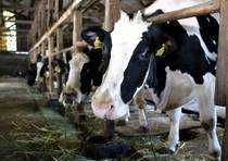 Quote latte: Italia a rischio infrazione