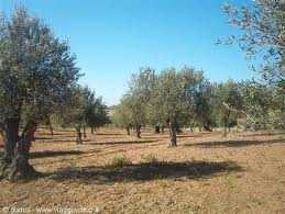 Al via l’11° edizione di Primolio 2010, giornate per la valorizzazione dell’olivicoltura mediterranea