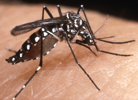 Malaria, si sta evolvendo la zanzara responsabile della malattia