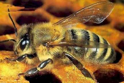 L’importanza delle api, la parola all’esperto