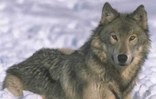 Forestale Valdostana: ridiscutere tutela lupi E' quanto chiede l'Aidaa