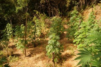 Ciminà e Africo Vecchio, rinvenute tre pianatagioni di cannabis indica per oltre 730 piante