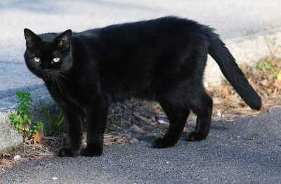 Aidaa: “Per la notte di Halloween tornano le ronde per i gatti neri”