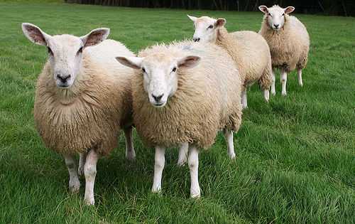 Ora sul web si vendono anche greggi di pecore