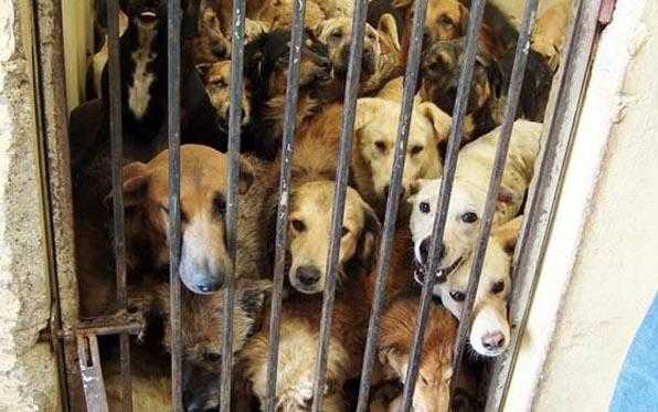 Mattanza cani nelle Perreras spagnole, Aidaa denuncia re Juan Carlos alla commissione EU