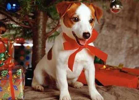 Natale, 20.000 cuccioli comprati a rate L'Aidaa lancia l'allarme