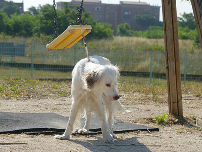 Adozioni cani in Germania: “Altro che vivisezione, noi i cani li salviamo!”