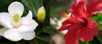 magnolia e_ibisco