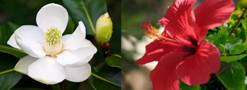 La grande Magnolia e il piccolo Ibiscus