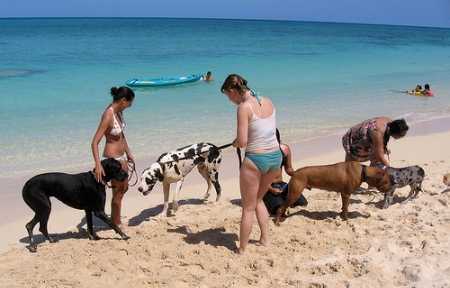 Cani in spiaggia: ecco le regole di Aidaa