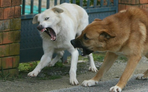 Branco di cani vaganti,  L’allarme dei cittadini, intervenire immediatamente  a tutela dell’incolumità pubblica da aggressione dai cani Perdura il fenomeno randagismo a Lazzaro