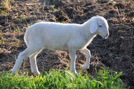 Pasqua, cala del 30% la richiesta di agnello in macelleria A renderlo noto l'Aidaa