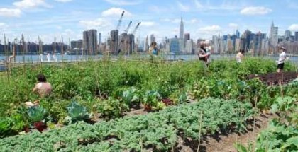 urban farming