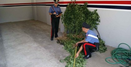 carabinieri mammola_cannabis