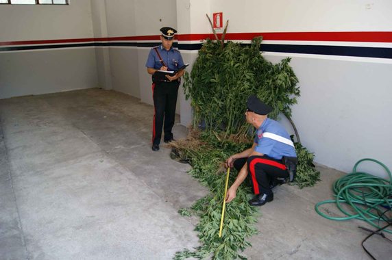 I carabinieri individuano e sequestrano una piantagione di cannabis