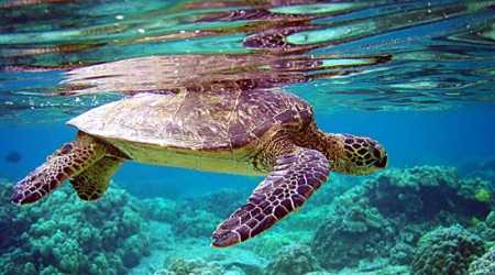 Ripartono le attività del Centro recupero tartarughe marine di Brancaleone
