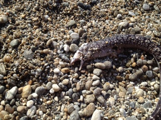 La pericolosissima “Murena” pescata morta in riva al mare alla Tonnara di Palmi