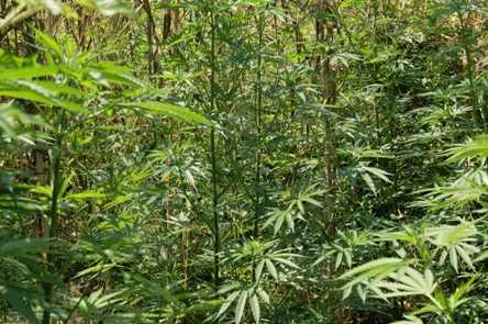 Taurianova, arresto per coltivazione sostanza stupefacente Marco Recupero, 29enne, coltivava in casa 14 piante di canapa indiana