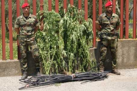 Castellace, colto in flagranza dai carabinieri mentre annaffia una piantagione di cannabis