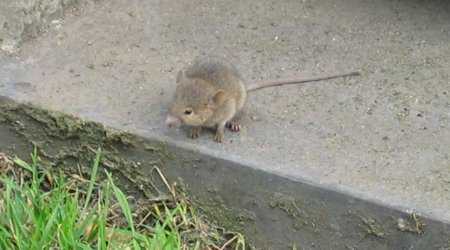 Per le strade di Cosenza si aggirano i ratti