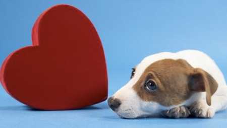 Abbandonati il 70% dei cani regalati a San Valentino