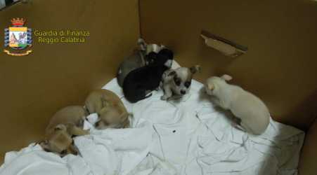 La Guardia di finanza sequestra 6 cuccioli di Chihuahua a Villa San Giovanni