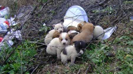 La Polizia provinciale di Cosenza salva 15 cuccioli di cane abbandonati lungo le strade