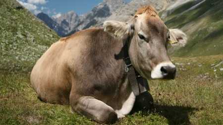 Team di scienziati crea il primo bovino senza corna per ridurre il rischio di lesioni per agricoltori e animali