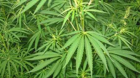 Sorpresi a coltivare marijuana, due arresti nel reggino