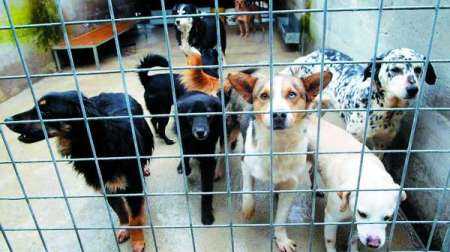 Centomila cani anziani in canile rischiano la morte Grido di allarme dell'Aidaa