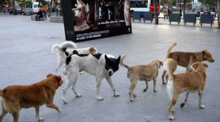 Branchi di cani randagi minacciano Taurianova e i taurianovesi