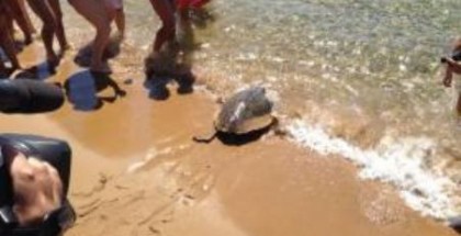 tartaruga liberrata a isola