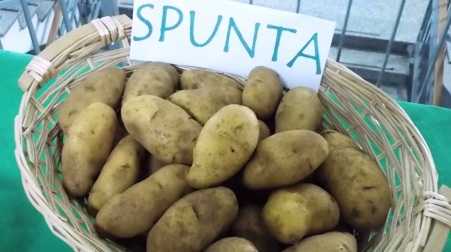 Dumping commerciale sulle patate In alcuni settori dell’agroalimentare italiano si registra una grande quantità di prodotti invenduti