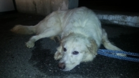 Polizia stradale trova un cane abbandonato in un’area di parcheggio dell’autostrada A3