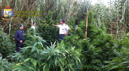 Scoperta una piantagione di marijuana nella Locride