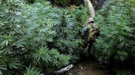 Droga: 4 arresti, 11 denunce, 2 piantagioni di canapa e 17 chili di marijuana sequestrata Ecco il bilancio dei Carabinieri della Locride negli ultimi due giorni 