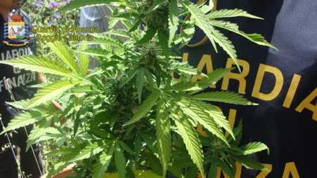 Sequestrata piantagione di marijuana a Condofuri Marina La Fiamme gialle hanno scoperto 200 piante nascoste nella fitta vegetazione. Oltre 16 i chili di stupefacente posto sotto sequestro