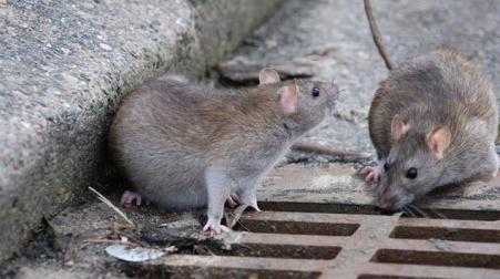 Allarme a Milano: 5 milioni di topi in città
