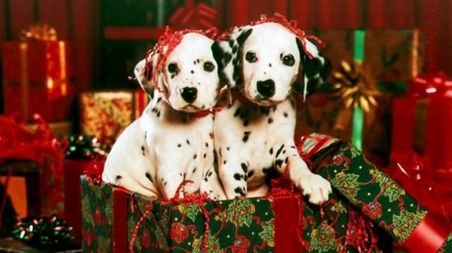 L’appello di Aidaa: “Non comprate cuccioli per Natale”