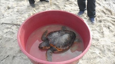 Tartaruga ‘caretta caretta’ soccorsa dalla Guardia costiera a San Ferdinando