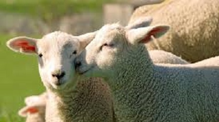 Pasqua: crollano le prenotazioni di carne di agnello