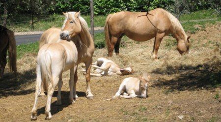 Cavalli morti a San Siro: Aidaa presenta denuncia