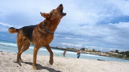 Aidaa: “L’Europa riconosca ai cani il diritto di abbaiare”