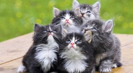 In Italia nel 2014 mangiati 7.000 gatti Aidaa lancia l'allarme