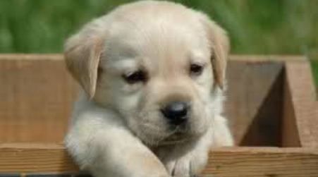 L’Associazione Love For Animals, presenta la prima giornata di microchippatura gratuita di cani a Tivoli