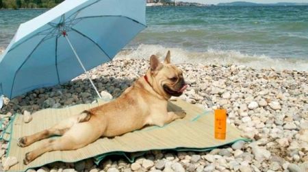 Cani in spiaggia, oltre 4.000 multe da inizio agosto