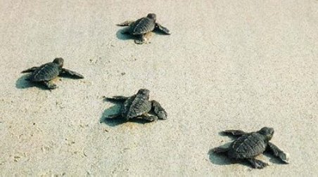 Prime schiuse di tartaruga marina in Calabria
