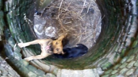 Cirò Marina, i vigili del fuoco salvano un cane caduto in un pozzo