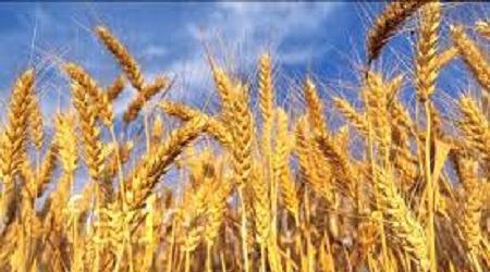 Coldiretti Calabria denuncia una speculazione sul grano Molinaro: "Il prezzo offerto è di 16 euro a quintale contro i 26 euro dell’anno scorso"